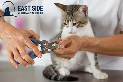 Pet Surgery and Anesthesia Service
