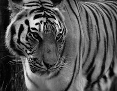Beautiful tiger