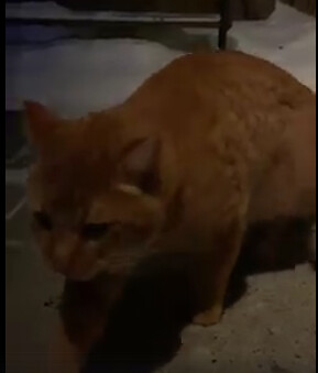 SIGHTING dsh orange cat in #MountPleasant. Pls rt, share, watch, help Found this guy at 24th and 7th Street NW in Mount Pleasant, he is hanging out in our yard and garage. But is wandering the street too. Looks like an indoor guy but might also be a neigh
