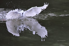 egret bird