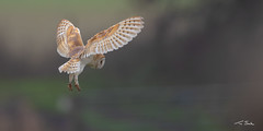 Hover Craft - Barn Owl