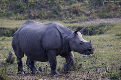 Teenage Indian Rhino #Explored