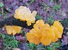leuchtend gelb-oranger Pilz an Ast (indet)