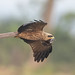 The Black Kite finally flying back to its nest