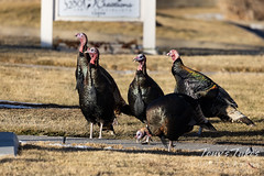 January 1, 2021 - Eastlake's turkeys out for a stroll. (Tony's Takes)