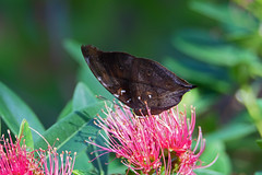 leaf mimic butterfly - Entopia Butterfly Farm - Teluk Bahang, Penang Island, Malaysia