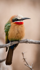 Rooikeelbyvreter / White-fronted bee-eater (Merops bullockoides) • <a style="font-size:0.8em;" href="http://www.flickr.com/photos/94652897@N07/50806493743/" target="_blank">View on Flickr</a>