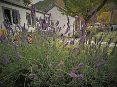 lavenders at Dudley's Cottage