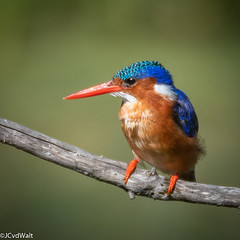 Kuifkopvisvanger / Malachite kingfisher (Alcedo cristata) • <a style="font-size:0.8em;" href="http://www.flickr.com/photos/94652897@N07/50809284196/" target="_blank">View on Flickr</a>