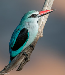 Bosveldvisvanger / Woodland kingfisher (Halcyon senegalensis) • <a style="font-size:0.8em;" href="http://www.flickr.com/photos/94652897@N07/50810535597/" target="_blank">View on Flickr</a>