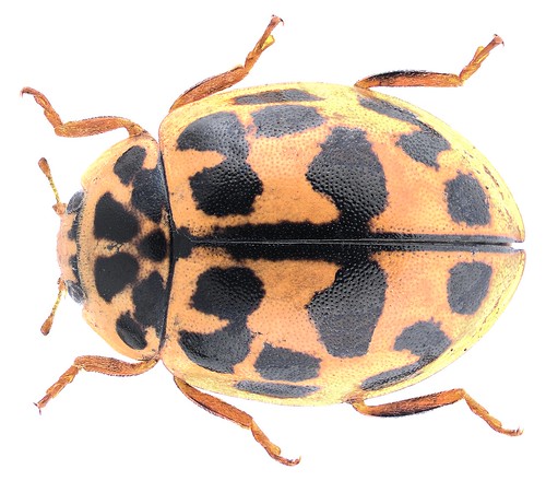 Oenopia conglobata (Linnaeus, 1758) Syn.: Synharmonia conglobata (Linnaeus, 1758)