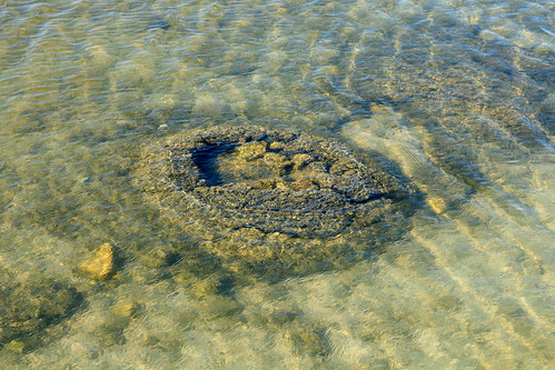 Stromatolite in Lake Thetis
