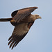 A Brahminy Kite flying away after missing a catch