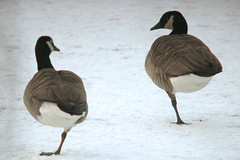 Canada goose, Branta canadensis, Kanadagås