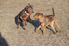 Visit with Runyon to Swift Run Dog Park (Ann Arbor, Michigan) - 9/2021 212/P365Year13 4595/P365all-time (January 9, 2021)