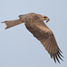 A Black Kite in Flight carrying material to its nest maybe
