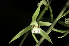 Cymbidium lancifolium var. aspidistrifolium (Fukuy.) S.S.Ying, Coloured Ill. Indig. Orchids Taiwan 1(2): 439 (1977).