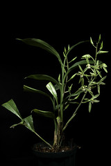 Cymbidium lancifolium var. aspidistrifolium (Fukuy.) S.S.Ying, Coloured Ill. Indig. Orchids Taiwan 1(2): 439 (1977).
