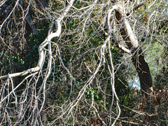 Interesting Tree Limbs And Branches.