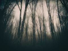 Day 10/365 - Forest through the trees