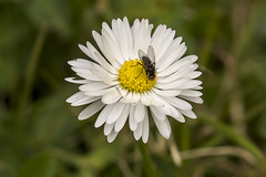 Fly on Bellis perennis (Lawn Daisy)  10/365