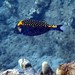 Spotted Boxfish, male moa, Ostracion meleagris
