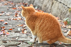 Yokohama Autumn Cat