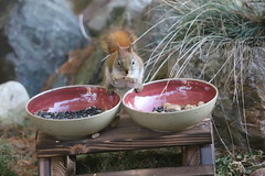 Backyard Red & Fox Squirrels (Ypsilanti, Michigan) - 13/2021 216/P365Year13 4599/P365all-time (January 13, 2021)