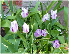 Purple and White Tulips ..