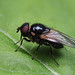 Lance fly (Lonchaeidae) ♀ with parasitic mites, Parc de Woluwé, Bruxelles