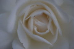 Rose 3641