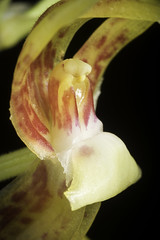 Plocoglottis plicata fma. punctatus (Roxb.) Ormerod, Orchids of Sumatra: 293 (2001)