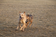 Visit with Runyon to Swift Run Dog Park (Ann Arbor, Michigan) - 14/2021 217/P365Year13 4600/P365all-time (January 14, 2021)