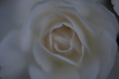 Rose 3640