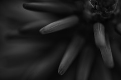 mystery plant in bw 3643