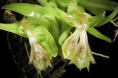 Epidendrum schlechterianum Ames, Schedul. Orchid. 7: 9 (1924).