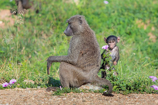 Shy baboon hides behind mom in Murchison Falls, Uganda