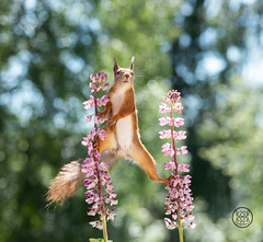 red squirrel standing between lupine flowers looking at the viewer