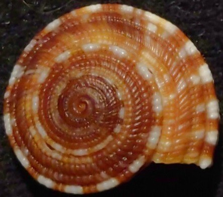 Heliacus Variegatus Planulata (var.) B
