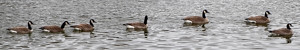 Geese Nature pic