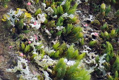 Secret Life of Blooming Moss and Lichen in Winter