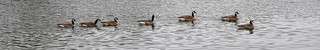 Geese Nature pic