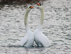 Courtship/Mating dance (4 of 4)