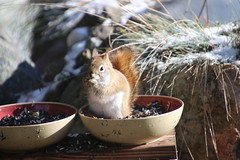 Backyard Red & Fox Squirrels (Ypsilanti, Michigan) - 18/2021 221/P365Year13 4604/P365all-time (January 18, 2021)