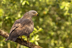 Milhafre-preto, Black Kite (Milvus migrans)