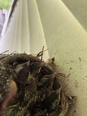 Robin Chicks in Nest (9)
