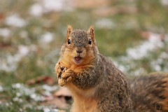 Fox Squirrels in Ann Arbor at the University of Michigan  19/2021 222/P365Year13 4605/P365all-time (January 19, 2021)