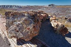 Embarking on a Journey Out in Nature (Petrified Forest National Park)