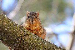 Fox Squirrels on a Squirrel Appreciation Day in Ann Arbor at the University of Michigan - 21/2021 224/P365Year13 4607/P365all-time (January 21, 2021)