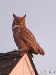 January 15, 2021 - Great horned owl hanging out. (David Canfield)
